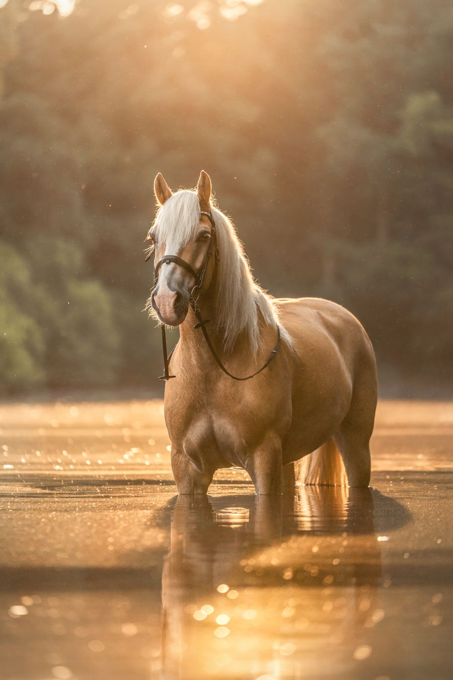 A palomino horse standing in shallow water at sunset