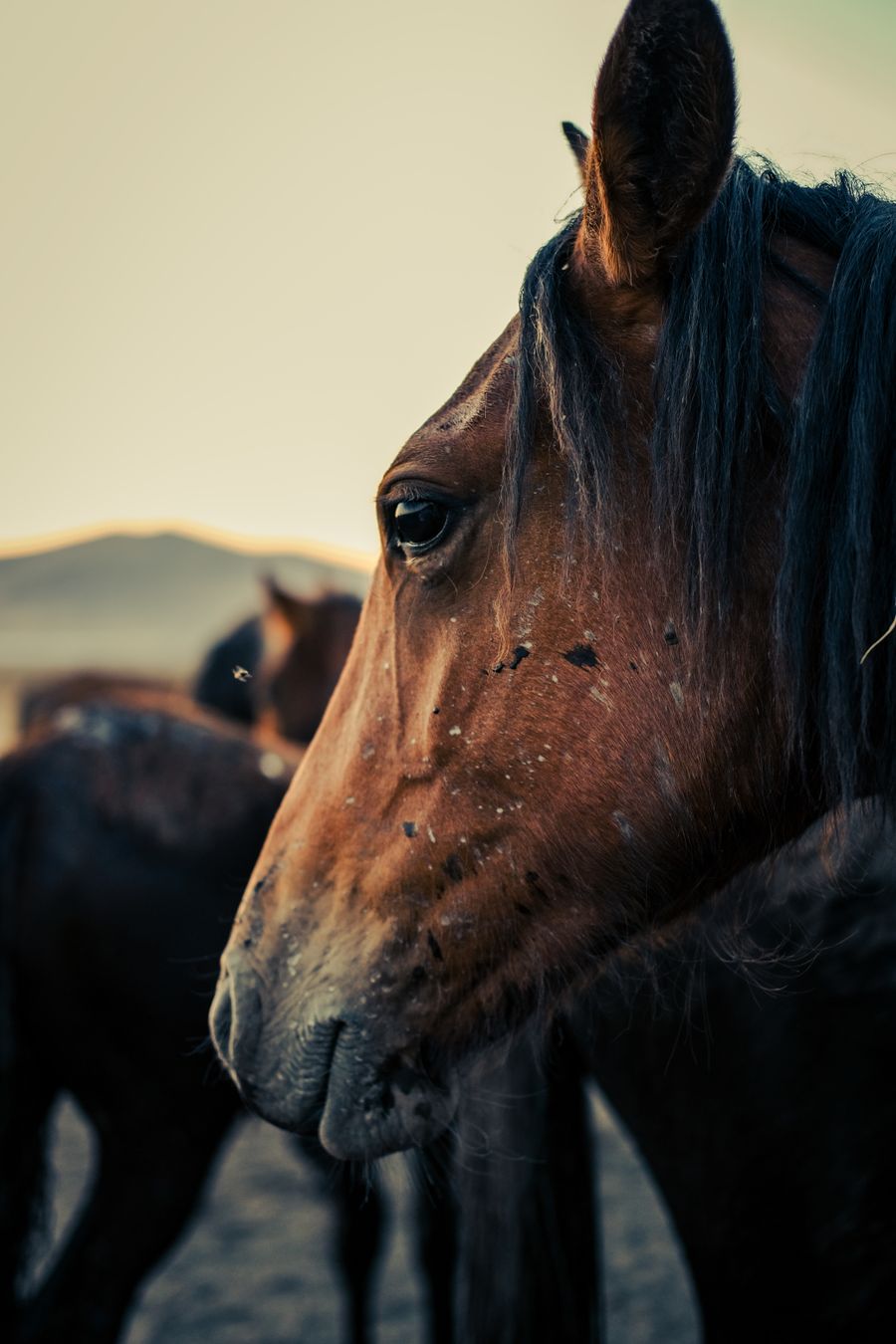 A chestnut horse at dusk