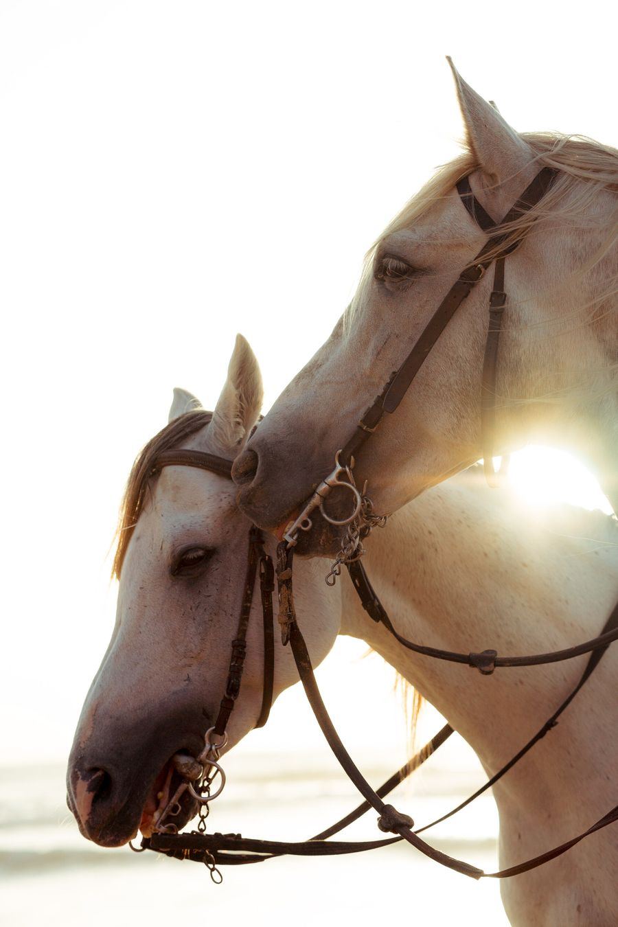 A white horse backlit by the sun
