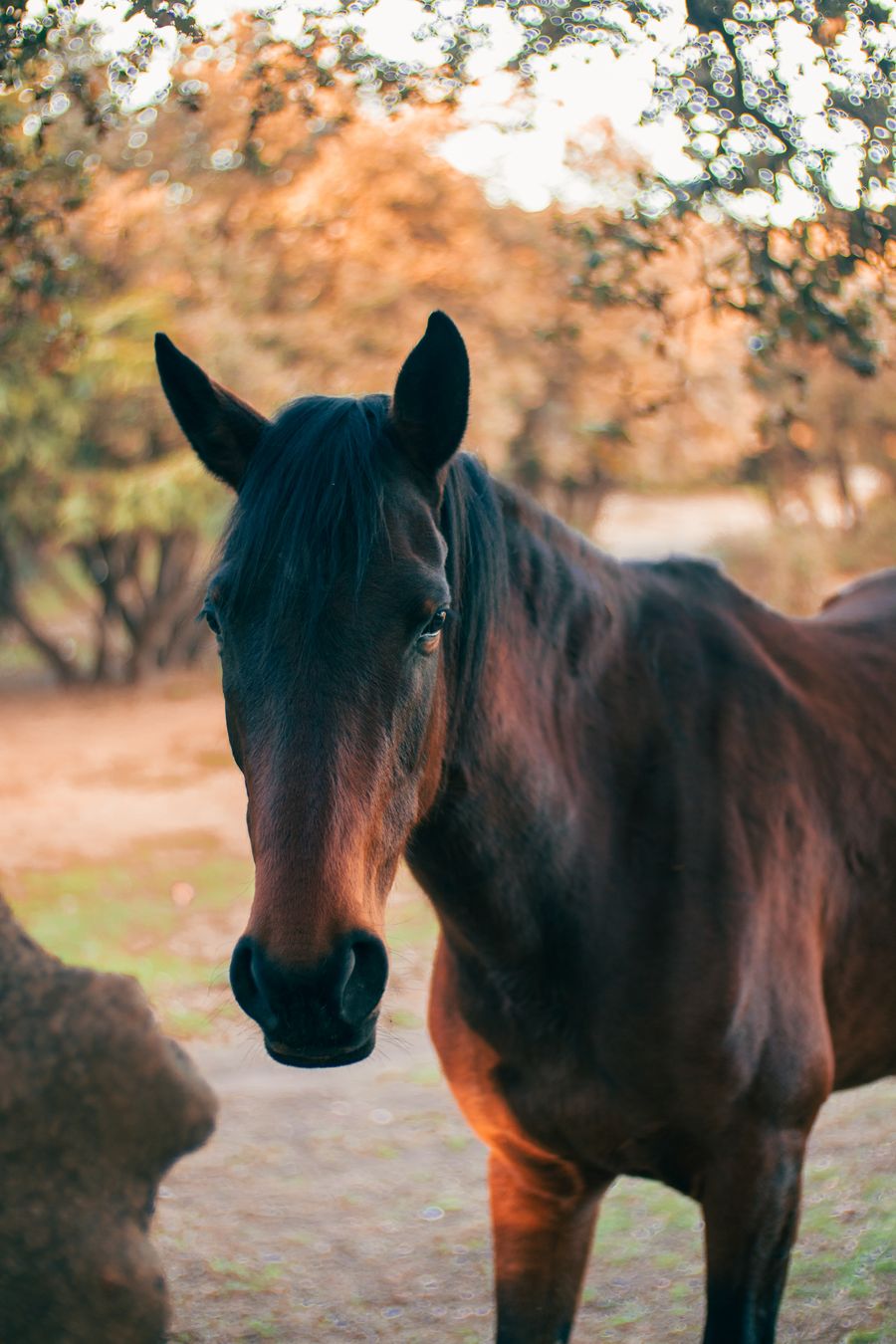 A brown horse in golden evening light