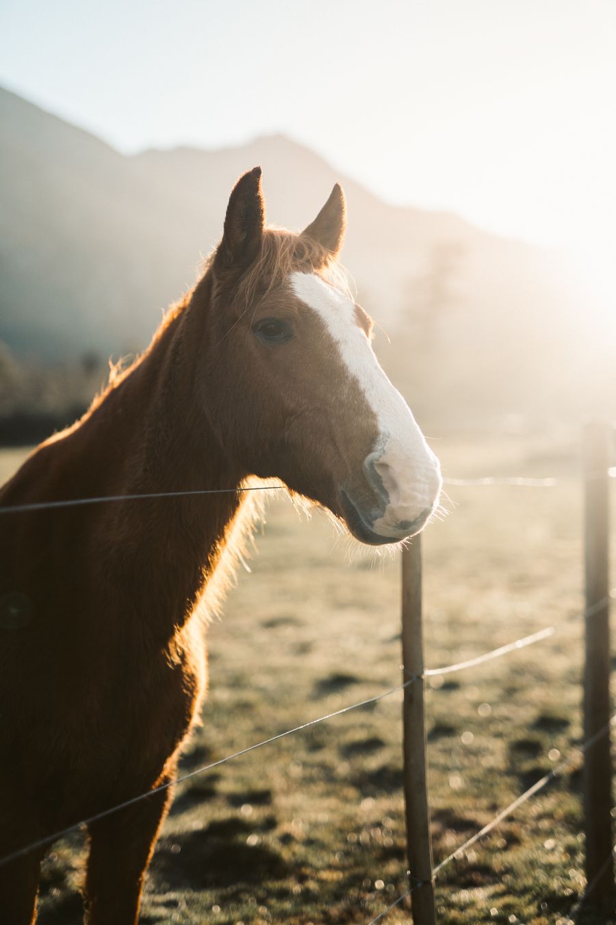 A horse in a misty sunrise on a farm