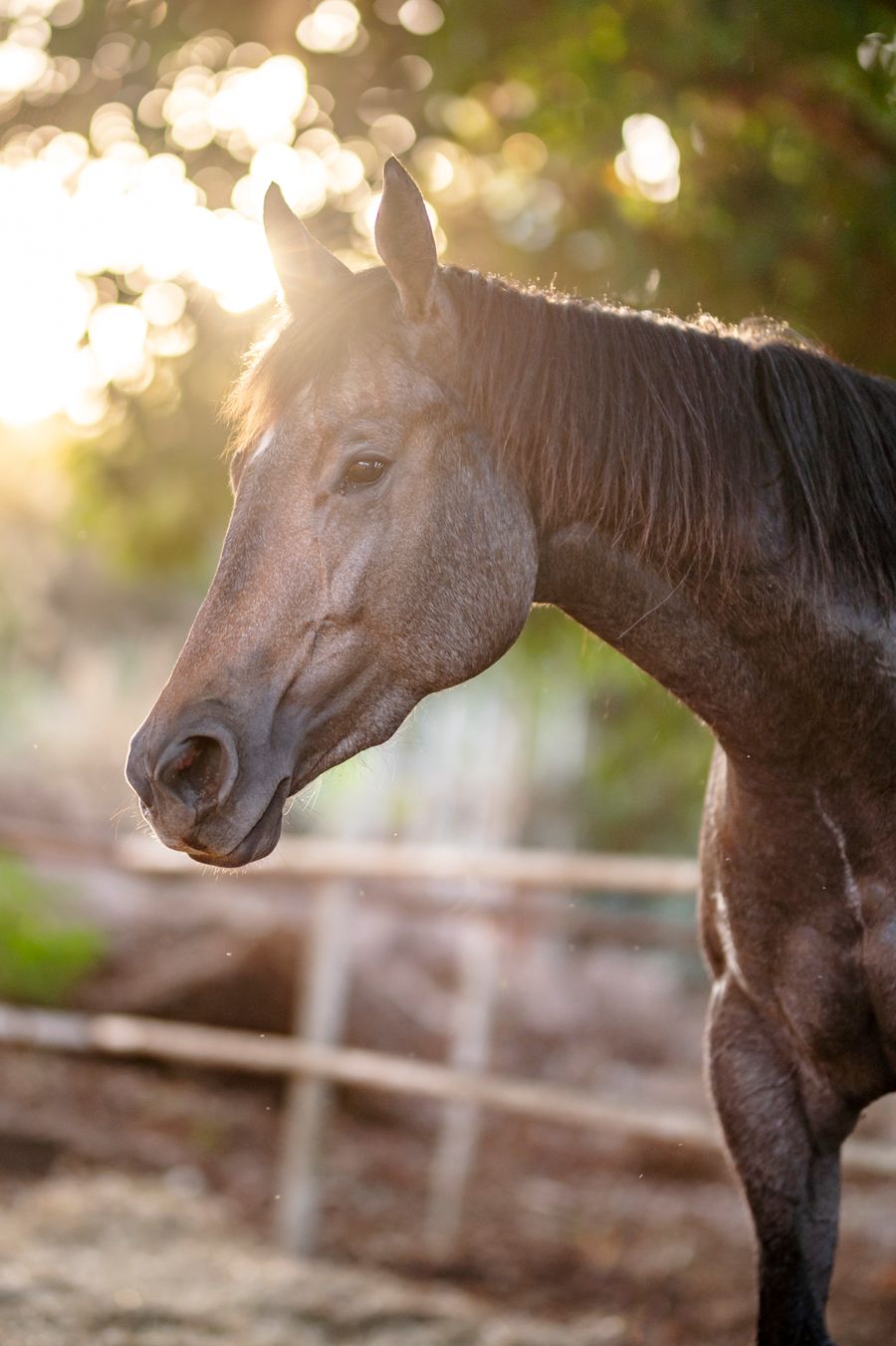 A close-up of a horse in warm sunlight